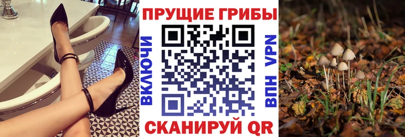 Галлюциногенные грибы Psilocybe  Мышкин 